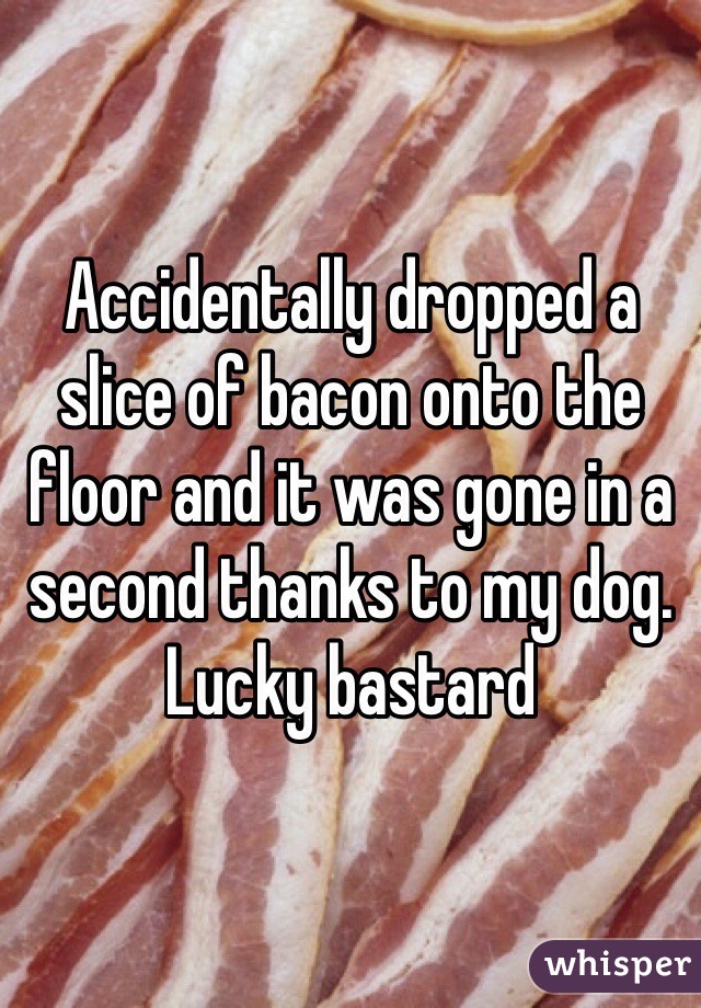Accidentally dropped a slice of bacon onto the floor and it was gone in a second thanks to my dog. Lucky bastard
