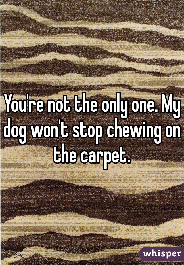 You're not the only one. My dog won't stop chewing on the carpet.