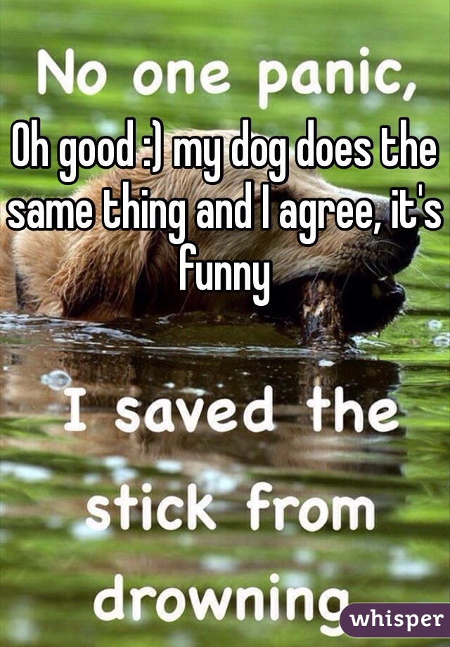 Oh good :) my dog does the same thing and I agree, it's funny 