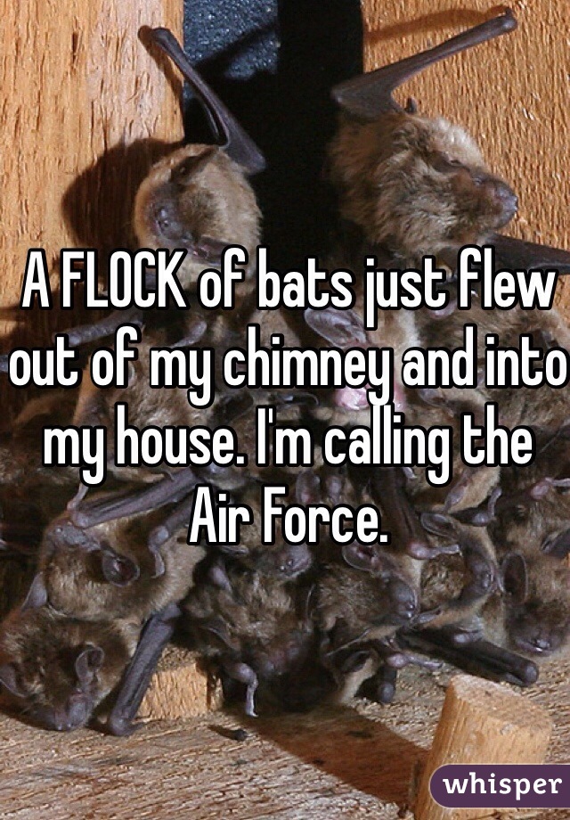 A FLOCK of bats just flew out of my chimney and into my house. I'm calling the Air Force. 