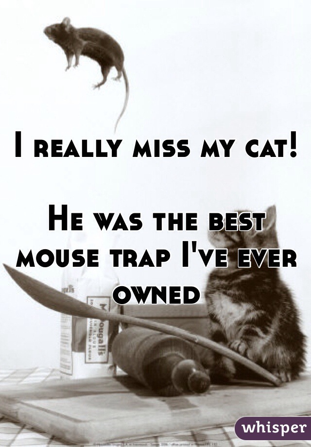 I really miss my cat!

He was the best mouse trap I've ever owned