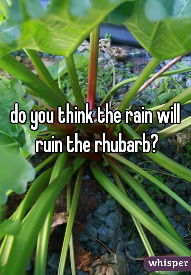 do you think the rain will ruin the rhubarb?