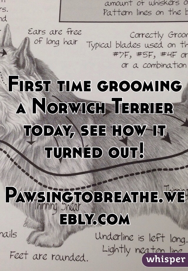 First time grooming a Norwich Terrier today, see how it turned out!

Pawsingtobreathe.weebly.com