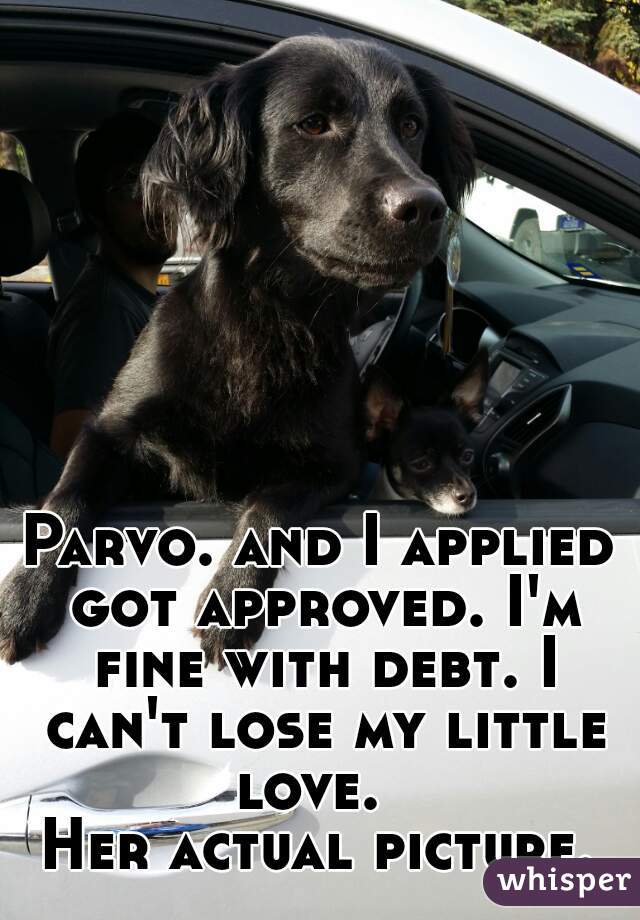 Parvo. and I applied got approved. I'm fine with debt. I can't lose my little love.  

Her actual picture.