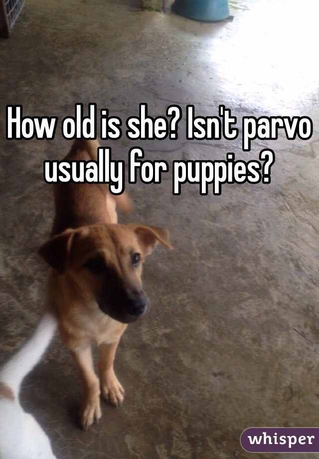 How old is she? Isn't parvo usually for puppies?