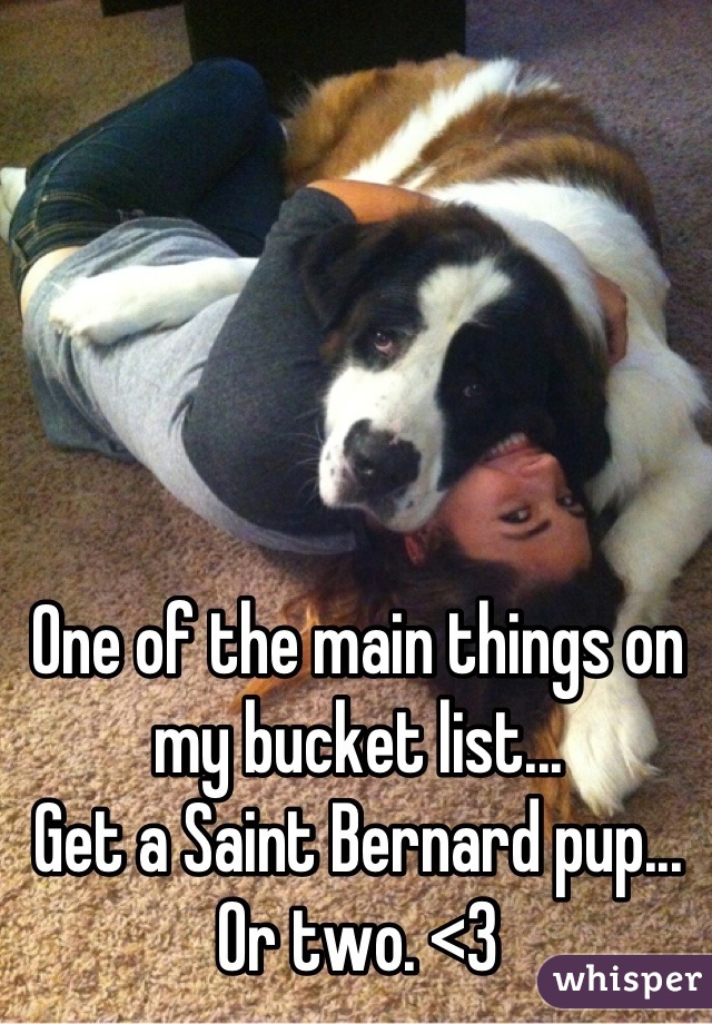 One of the main things on my bucket list...
Get a Saint Bernard pup... Or two. <3
