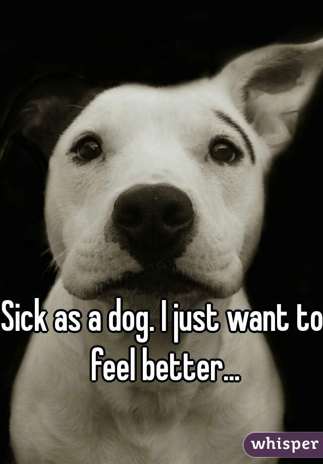 Sick as a dog. I just want to feel better...