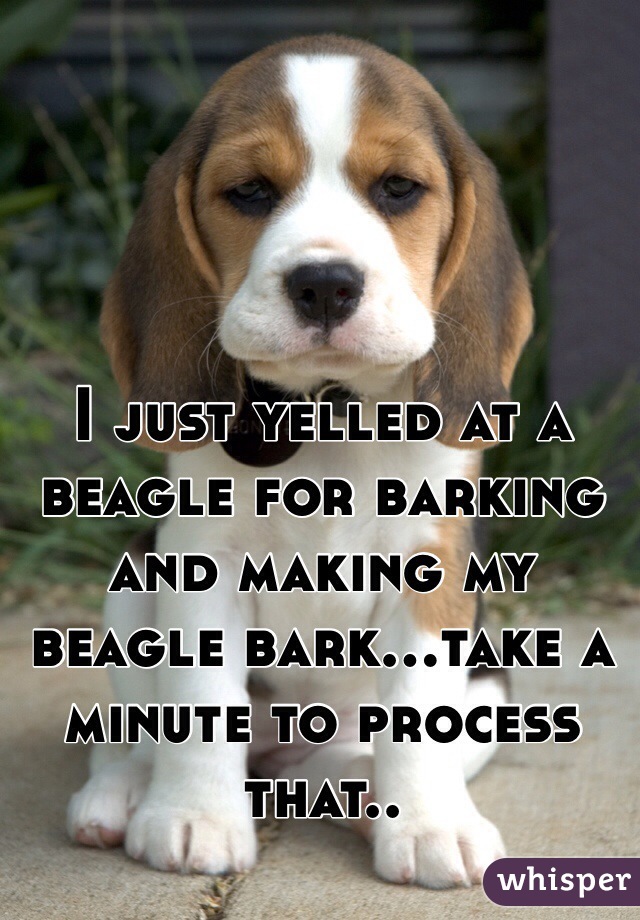 I just yelled at a beagle for barking and making my beagle bark...take a minute to process that..