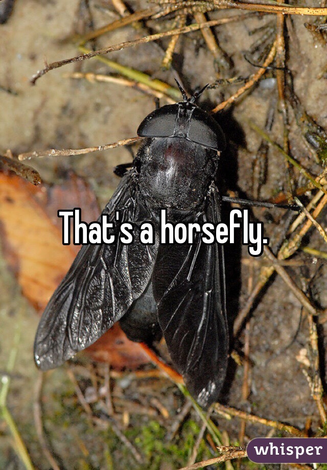 That's a horsefly. 