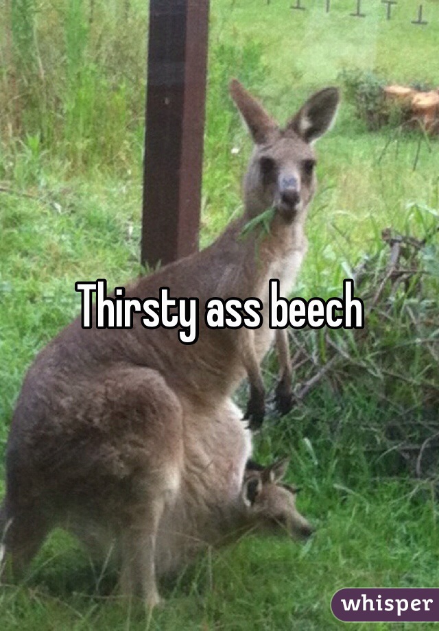 Thirsty ass beech