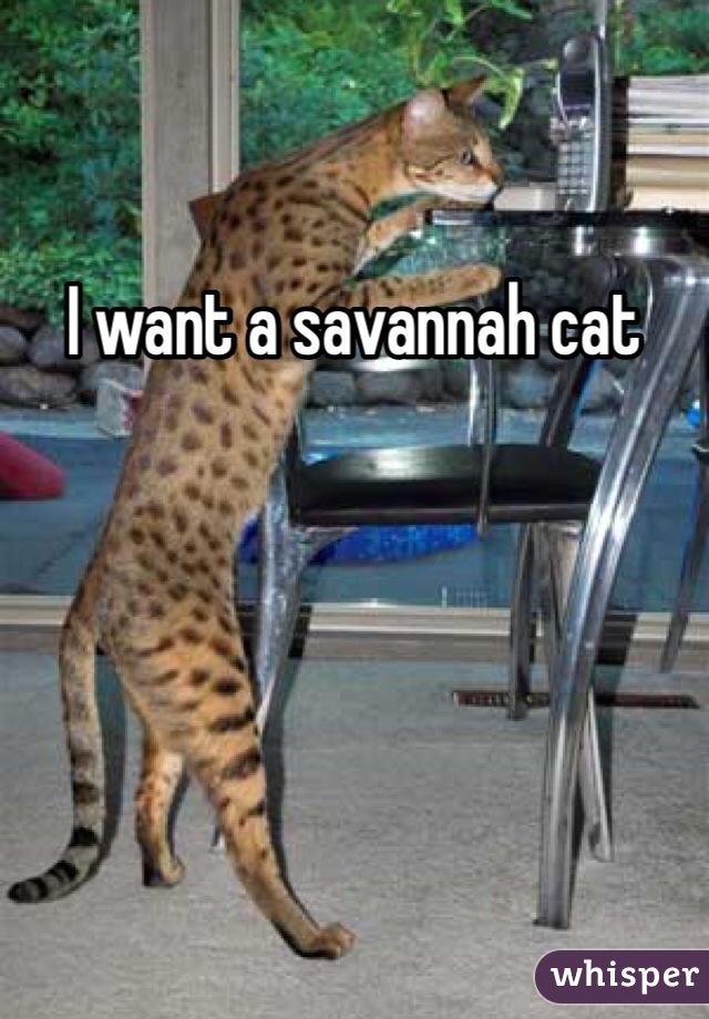 I want a savannah cat