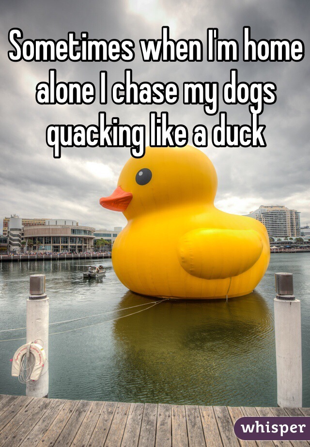 Sometimes when I'm home alone I chase my dogs quacking like a duck