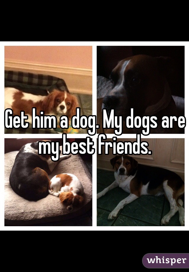 Get him a dog. My dogs are my best friends. 