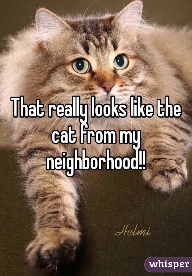 That really looks like the cat from my neighborhood!!