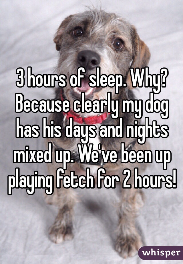 3 hours of sleep. Why? Because clearly my dog has his days and nights mixed up. We've been up playing fetch for 2 hours!