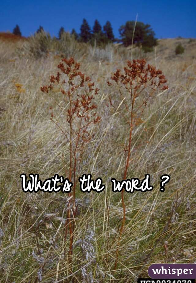 What's the word ?