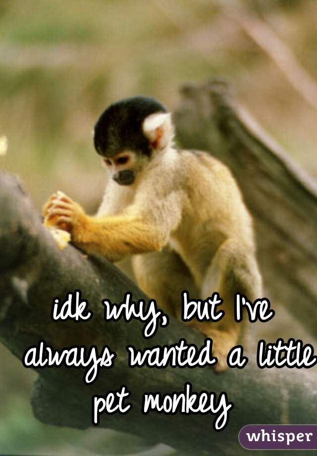 idk why, but I've always wanted a little pet monkey 