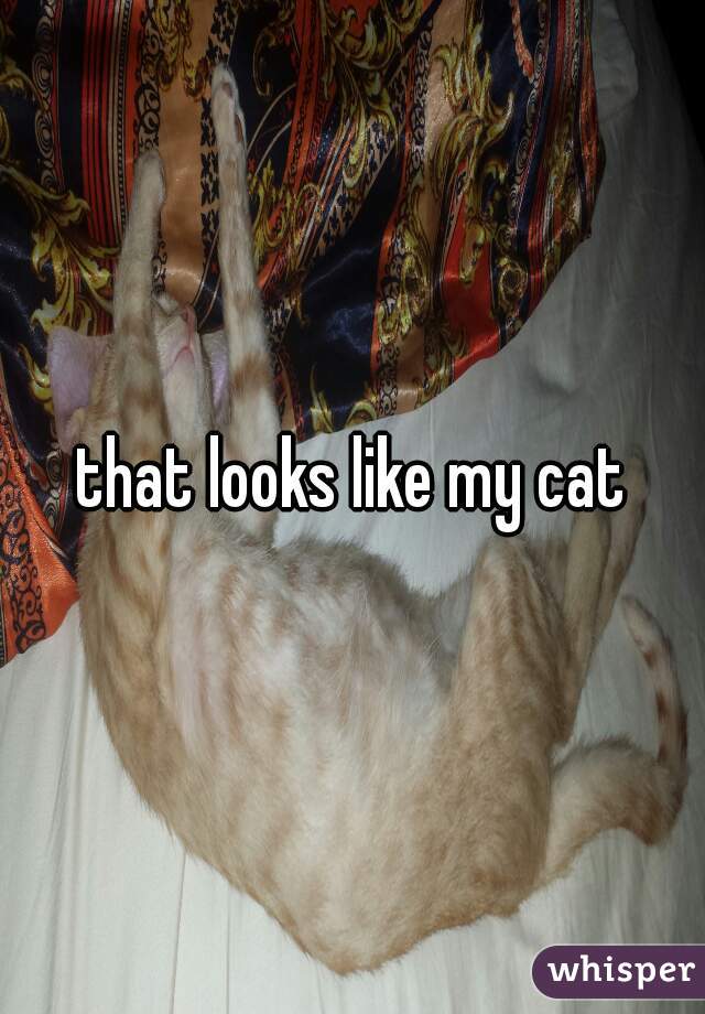 that looks like my cat