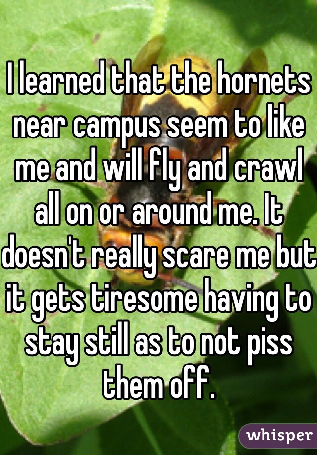 I learned that the hornets near campus seem to like me and will fly and crawl all on or around me. It doesn't really scare me but it gets tiresome having to stay still as to not piss them off.