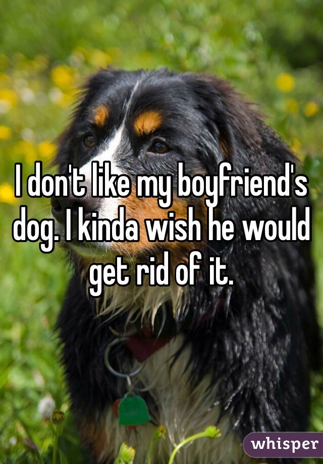 I don't like my boyfriend's dog. I kinda wish he would get rid of it. 