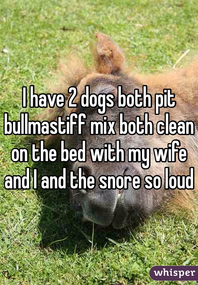 I have 2 dogs both pit bullmastiff mix both clean on the bed with my wife and I and the snore so loud 