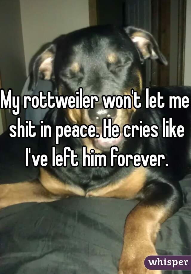 My rottweiler won't let me shit in peace. He cries like I've left him forever.