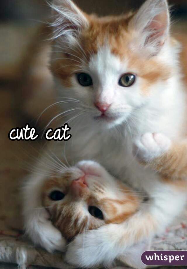 cute cat