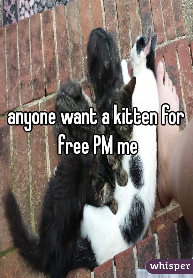 anyone want a kitten for free PM me