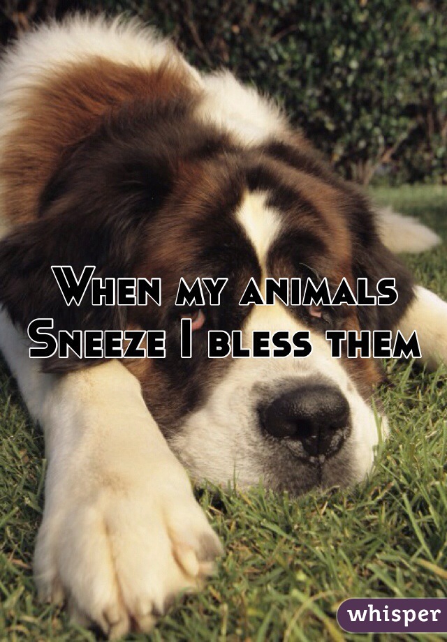 When my animals
Sneeze I bless them 