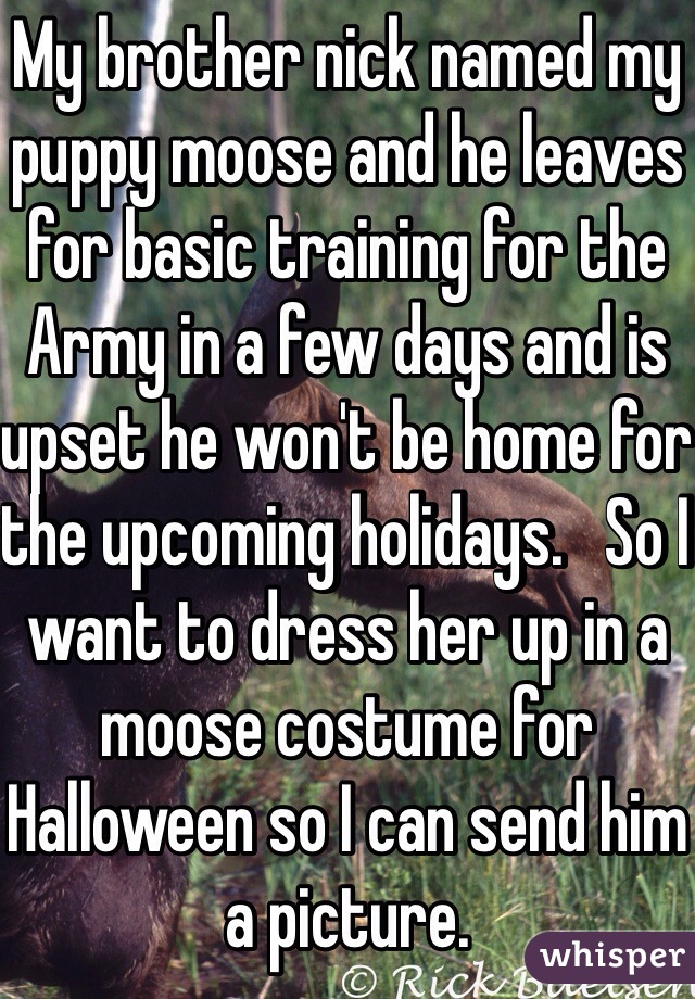 My brother nick named my puppy moose and he leaves for basic training for the Army in a few days and is upset he won't be home for the upcoming holidays.   So I want to dress her up in a moose costume for Halloween so I can send him a picture. 