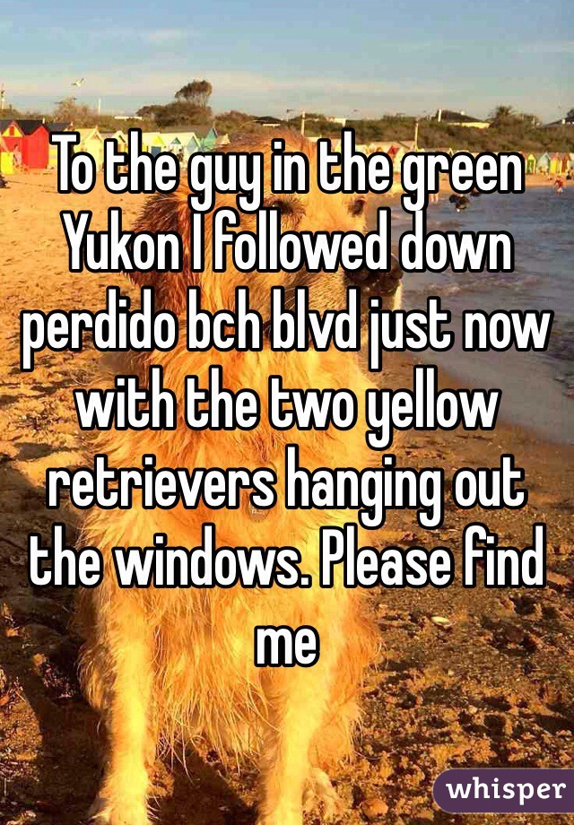 To the guy in the green Yukon I followed down perdido bch blvd just now with the two yellow retrievers hanging out the windows. Please find me 