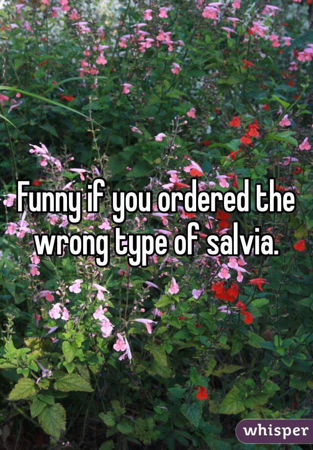 Funny if you ordered the wrong type of salvia. 