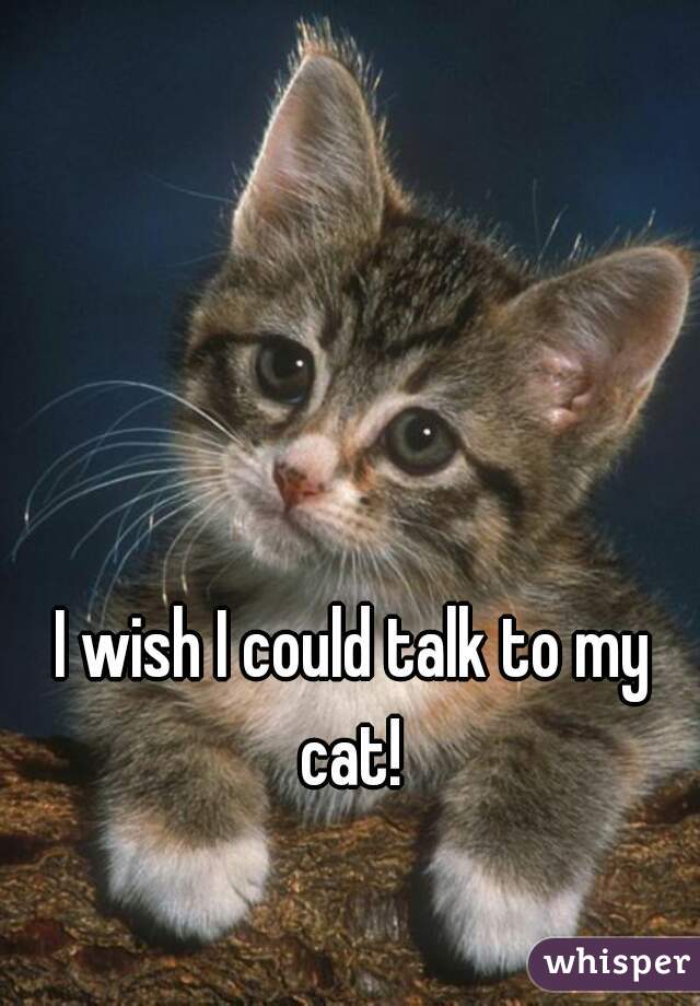 I wish I could talk to my cat! 