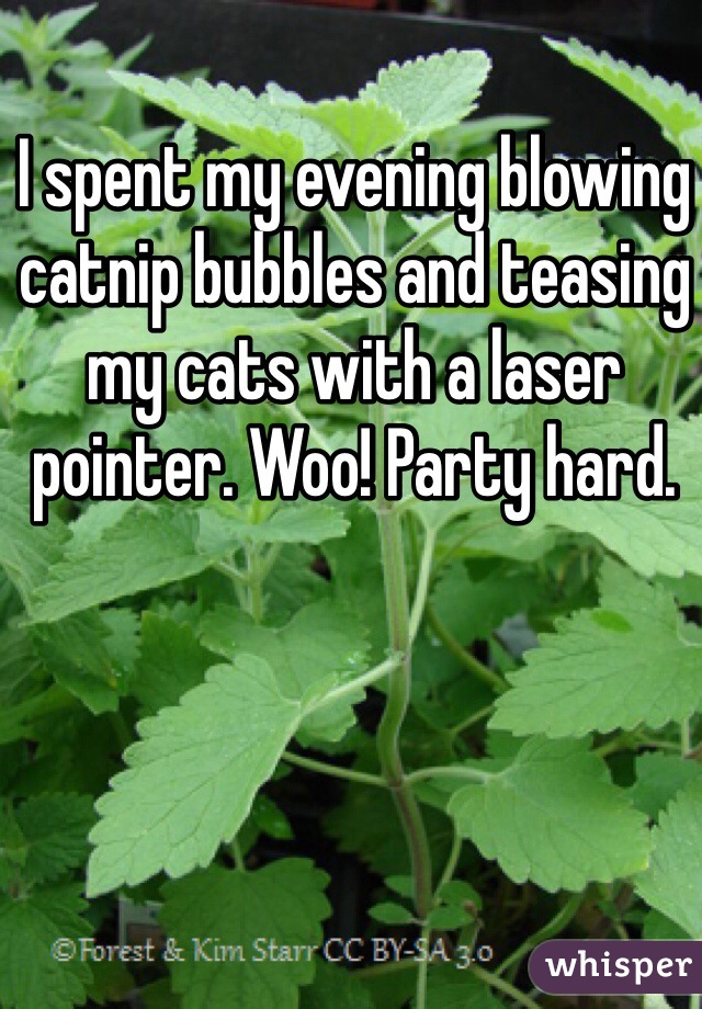 I spent my evening blowing catnip bubbles and teasing my cats with a laser pointer. Woo! Party hard. 
