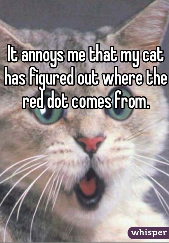 It annoys me that my cat has figured out where the red dot comes from. 