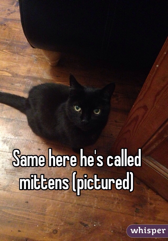 Same here he's called mittens (pictured) 