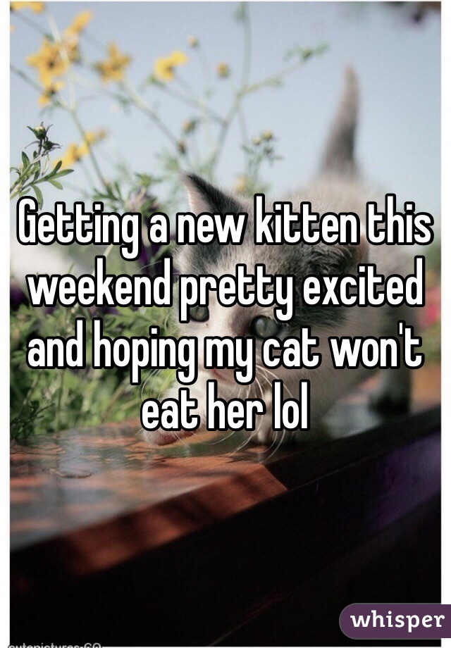 Getting a new kitten this weekend pretty excited and hoping my cat won't eat her lol