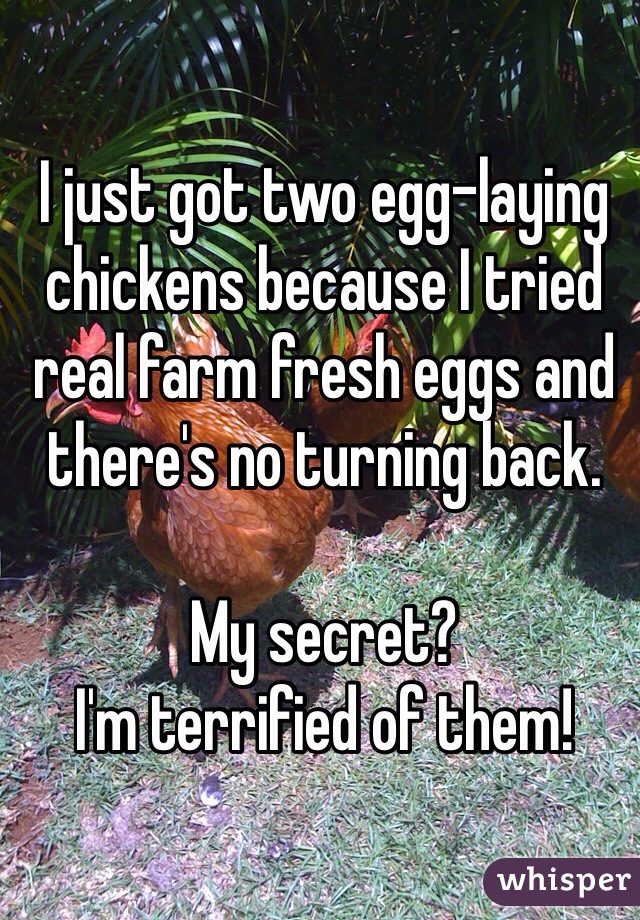 I just got two egg-laying chickens because I tried real farm fresh eggs and there's no turning back.

My secret? 
I'm terrified of them!
