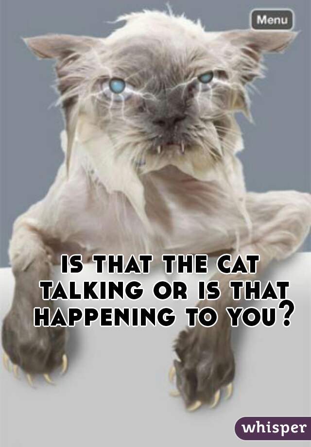 is that the cat talking or is that happening to you?