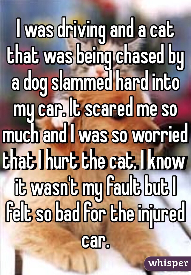 I was driving and a cat that was being chased by a dog slammed hard into my car. It scared me so much and I was so worried that I hurt the cat. I know it wasn't my fault but I felt so bad for the injured car. 