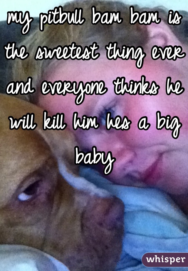 my pitbull bam bam is the sweetest thing ever and everyone thinks he will kill him hes a big baby