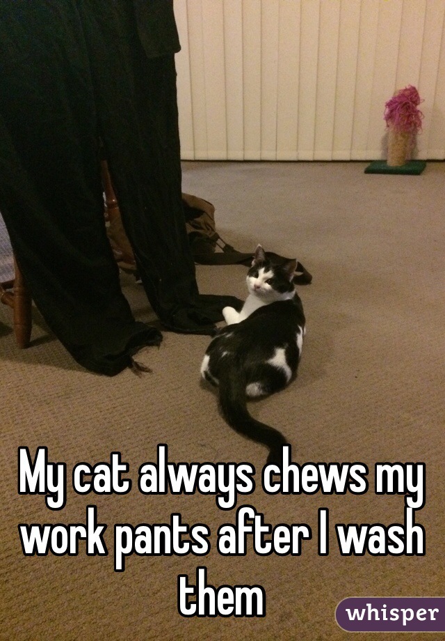 My cat always chews my work pants after I wash them 