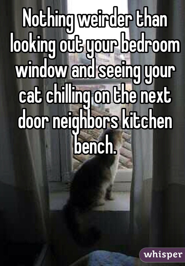 Nothing weirder than looking out your bedroom window and seeing your cat chilling on the next door neighbors kitchen bench.
