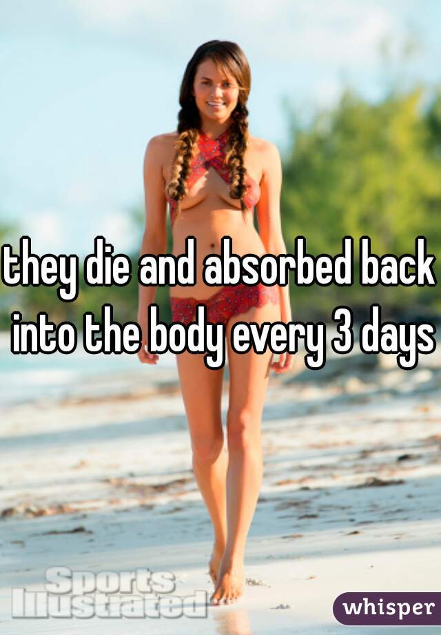 they die and absorbed back into the body every 3 days