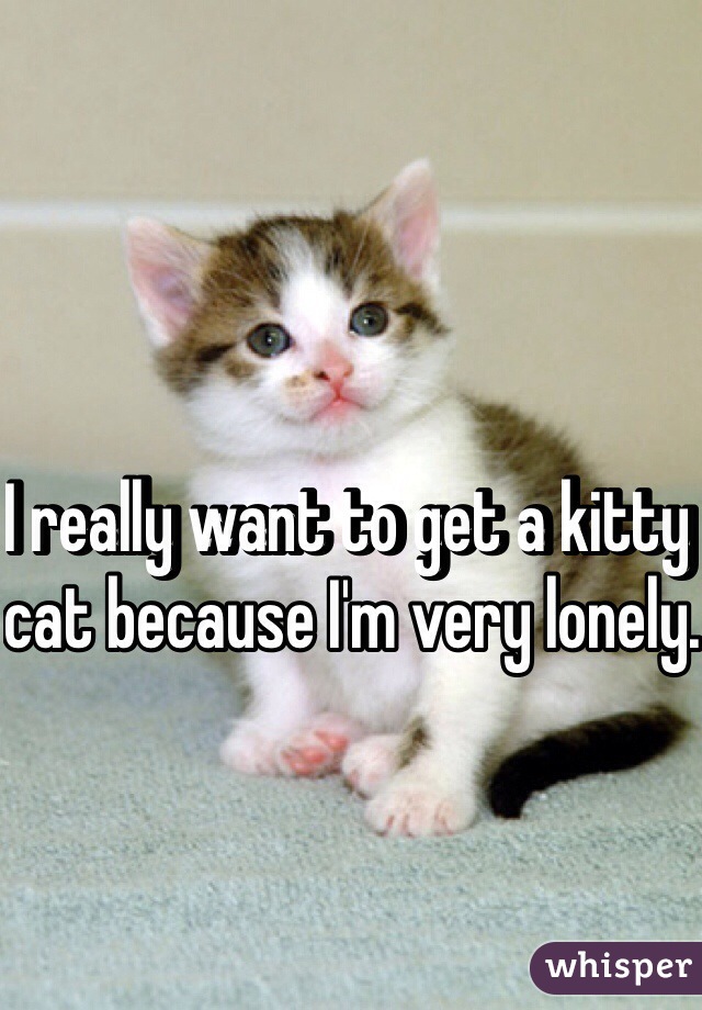 I really want to get a kitty cat because I'm very lonely.