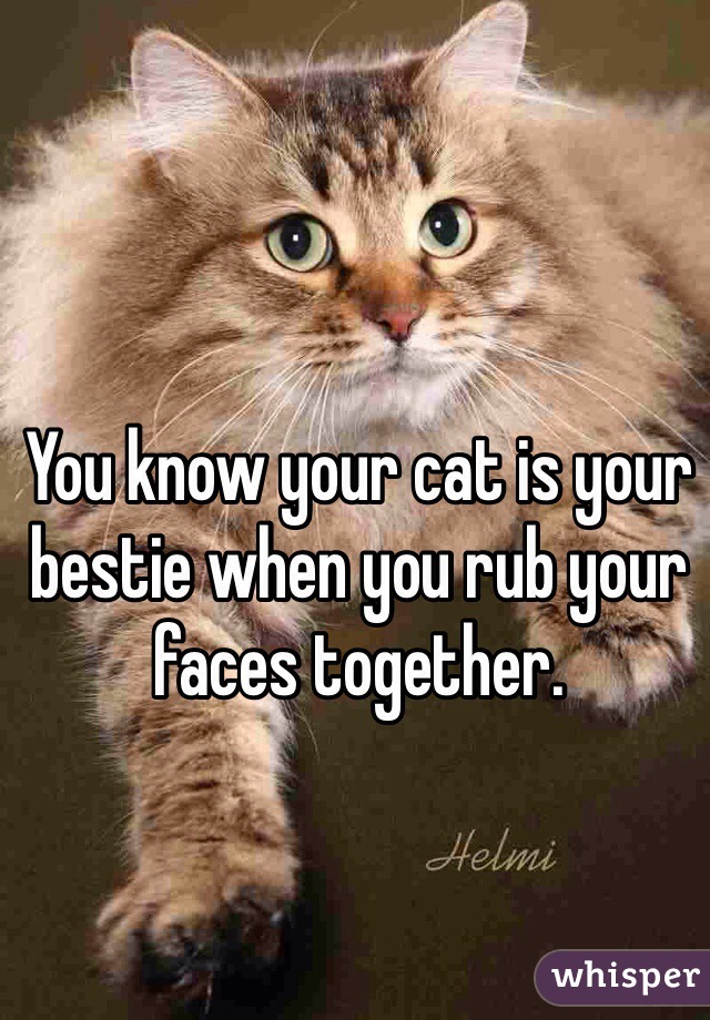You know your cat is your bestie when you rub your faces together. 