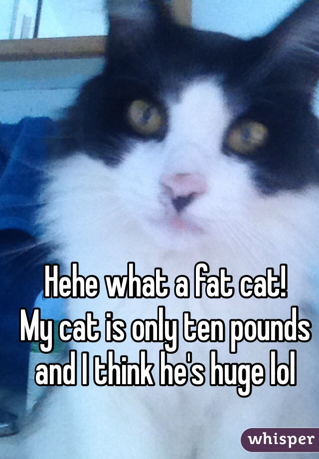 Hehe what a fat cat!
My cat is only ten pounds and I think he's huge lol