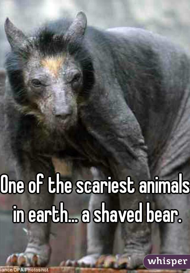 One of the scariest animals in earth... a shaved bear.