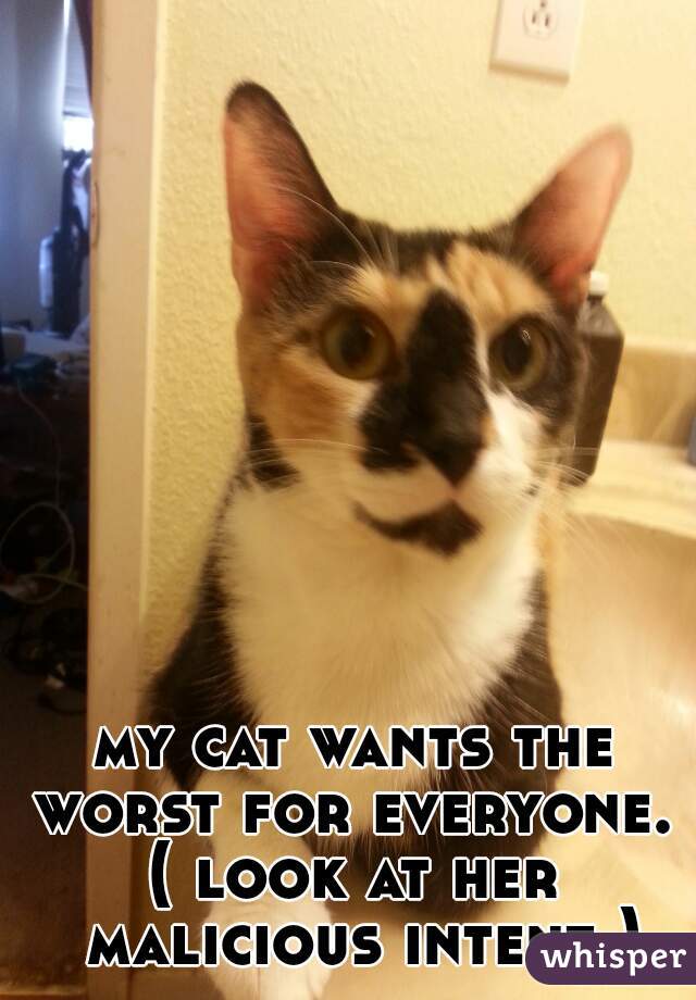 my cat wants the worst for everyone. 
( look at her malicious intent )