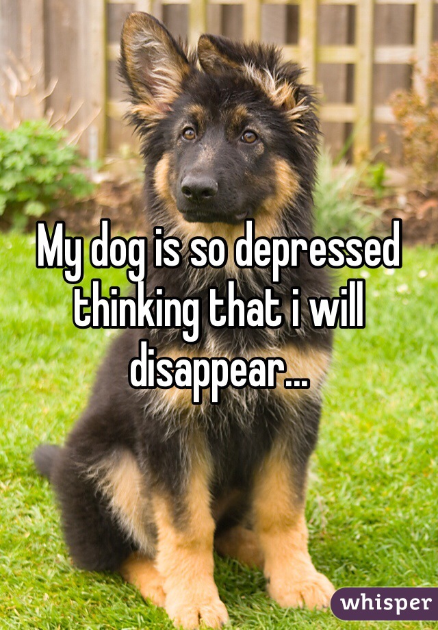 My dog is so depressed thinking that i will disappear...